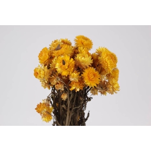 Helichrysum yellow per bunch