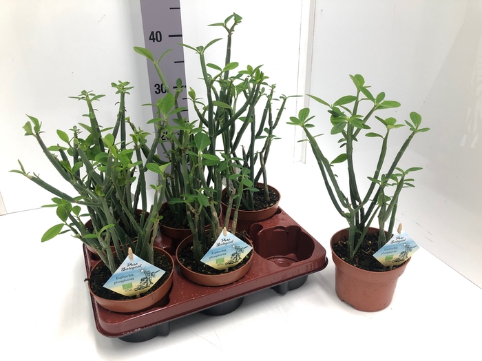 Euphorbia 13Ø 35cm Phosphore