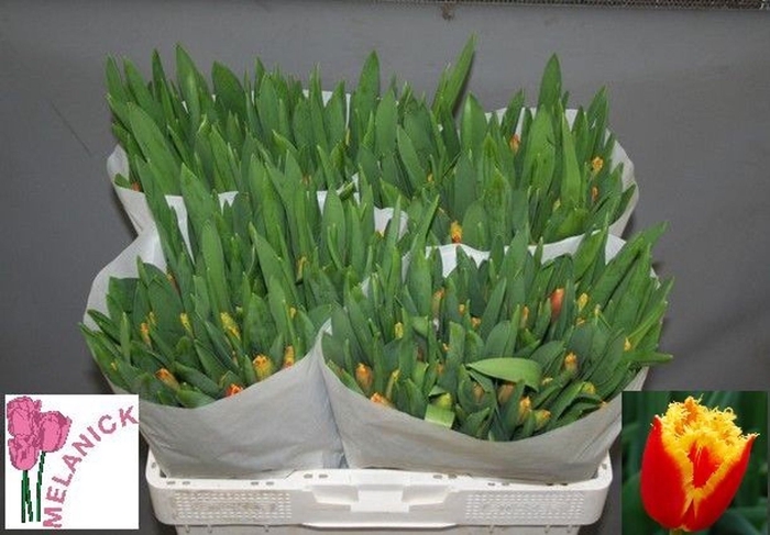 <h4>Tulipa (Fri. Davenport</h4>