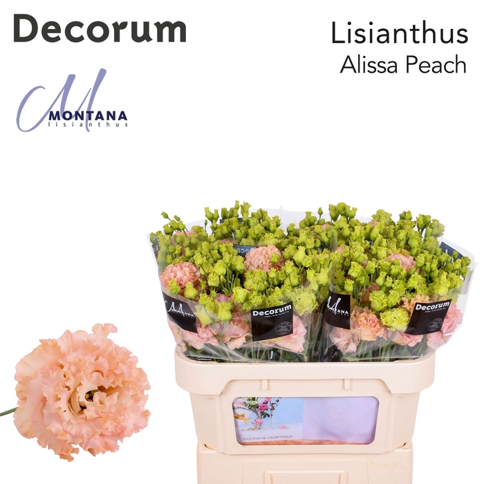 <h4>Lisianthus Alissa peach 70cm</h4>