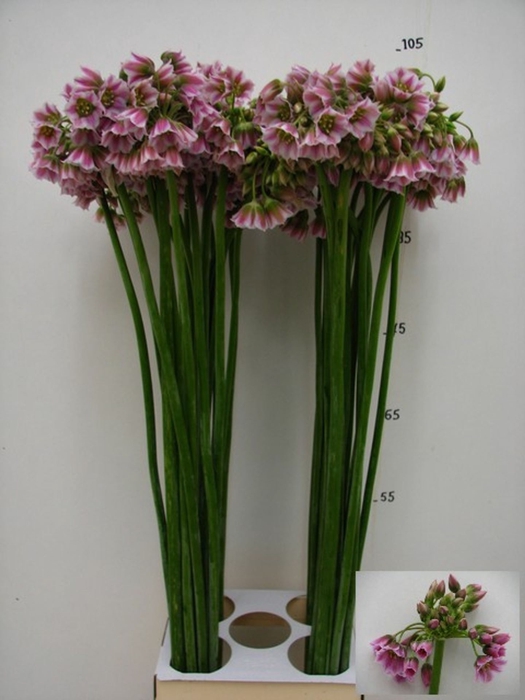 <h4>Allium Nectaroscordum</h4>