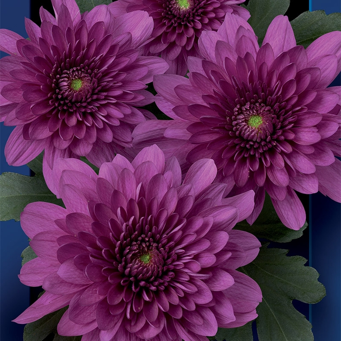 Chrysanthemum spray podolsk purpura