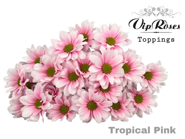 Chrys sp paint tropical pink
