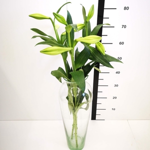 Lilium Longiflorum Blanco