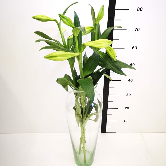 Lilium Longiflorum Blanco 1F