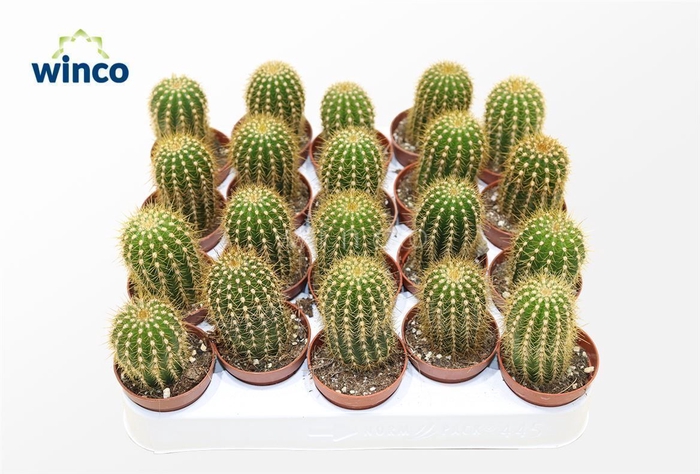 Cactus overig