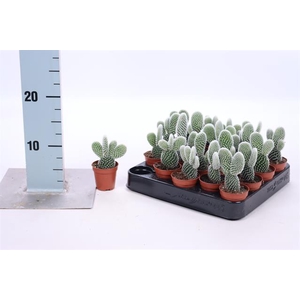 Opuntia (Schijfcactus) (Cites) 5,5Ø 8cm