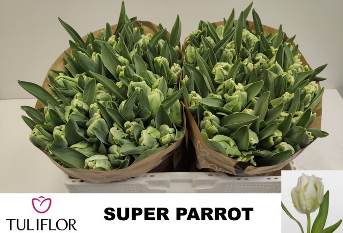 <h4>Tulipa (Par. Super Parrot</h4>