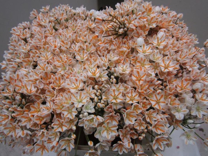 Allium Flocon G Oranje