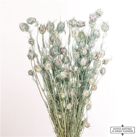 <h4>Dried Nigella X5 Frosted Light Blue Bunch</h4>