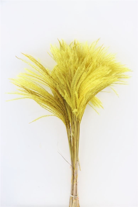 <h4>Dried Stipa Feather Yellow P. Stem</h4>