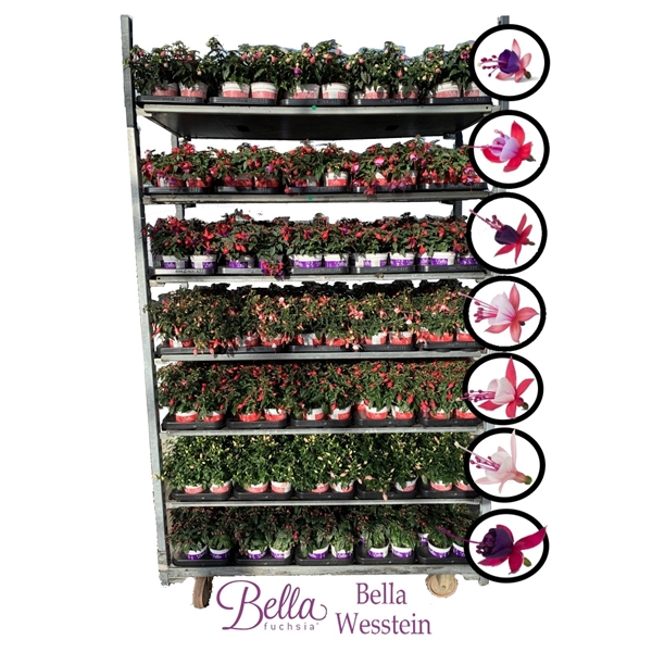 <h4>Bella Fuchsia Mixkar hang/staand (Kleur per laag)</h4>