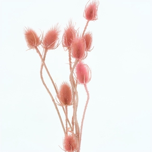 Dried Echinops Bleached Light Pink (8st P Bunch)