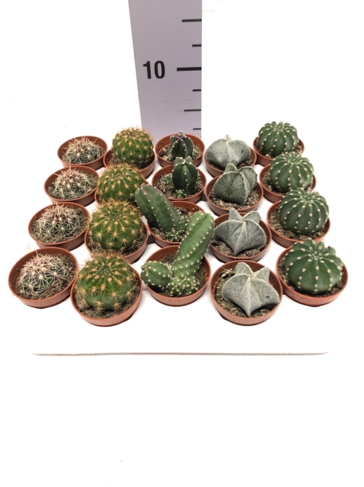 Cactus mix 5,5Ø 5cm C5LB
