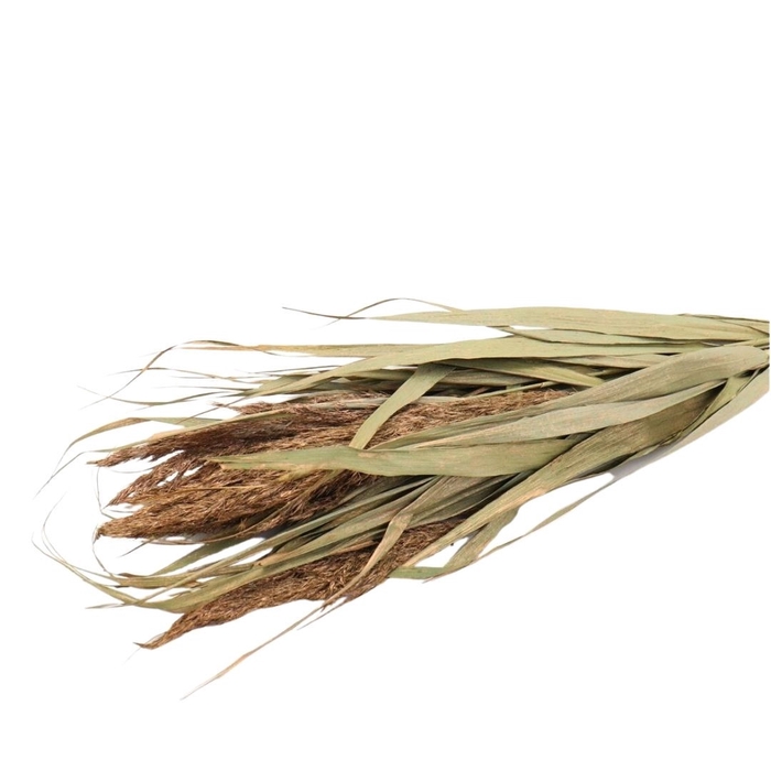 <h4>Droogbloem Ornamental grass 70cm</h4>