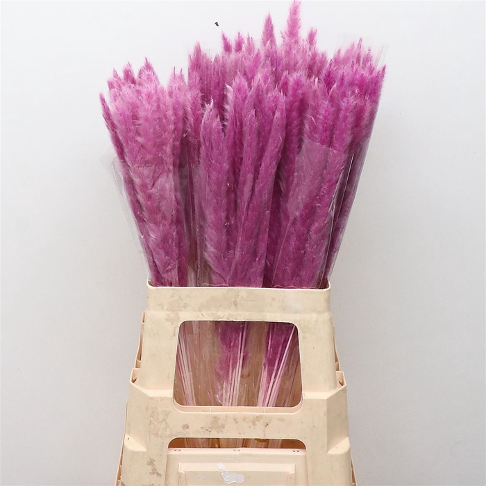 <h4>Dried Pampas Fluffy Hot Pink</h4>