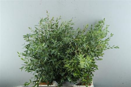 <h4>Euc Parvifolia P Bs</h4>