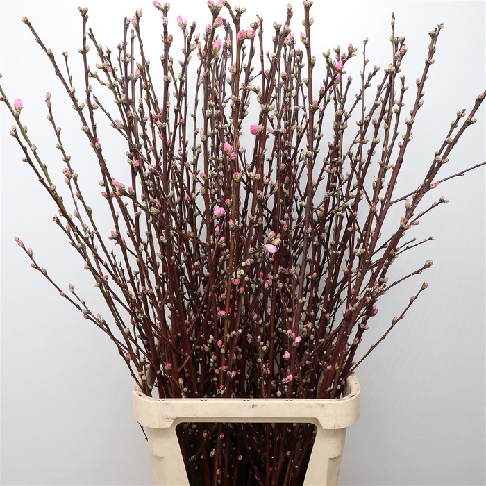 <h4>Prunus blossom pink</h4>