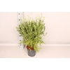 vaste planten 19 cm  Salvia nemorosa Schneehugel