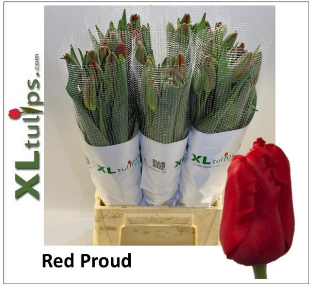 <h4>Tulipa fre red proud</h4>
