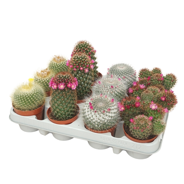 <h4>Cactus mix 8,5 cm bloeiend</h4>