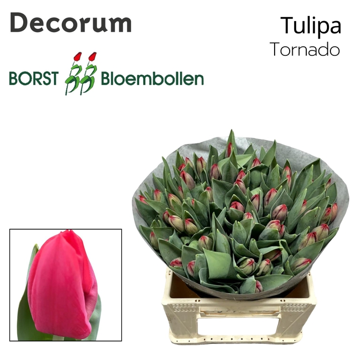 <h4>Tulipa si tornado</h4>