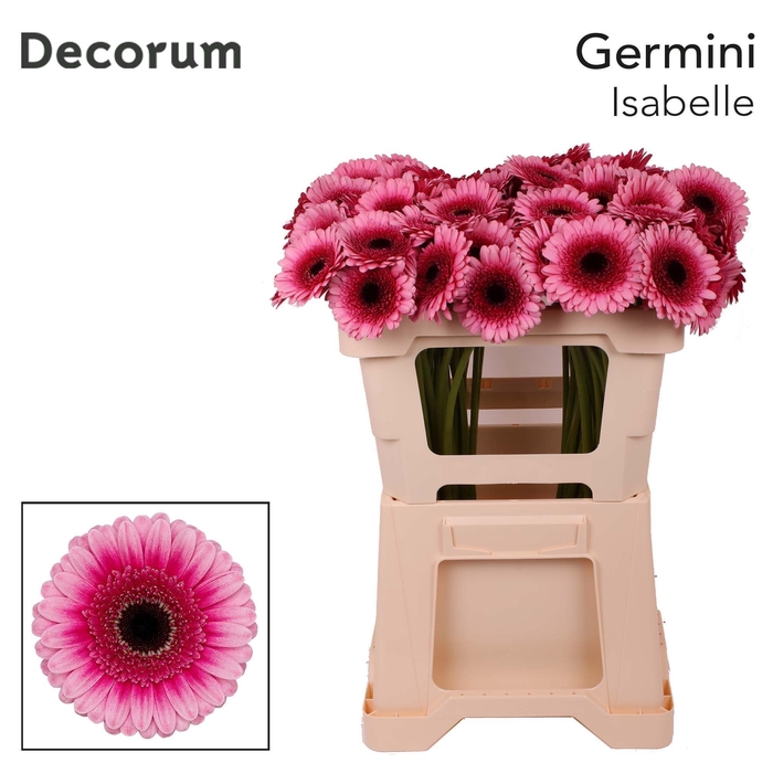 <h4>Germini Isabelle Water</h4>