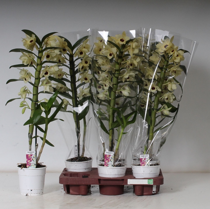 <h4>Dendrobium nobi. cultivars</h4>
