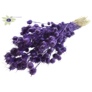 Nigella per bunch purple