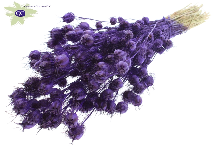 <h4>Nigella per bunch purple</h4>