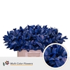Ruscus Frost Blauw Donker