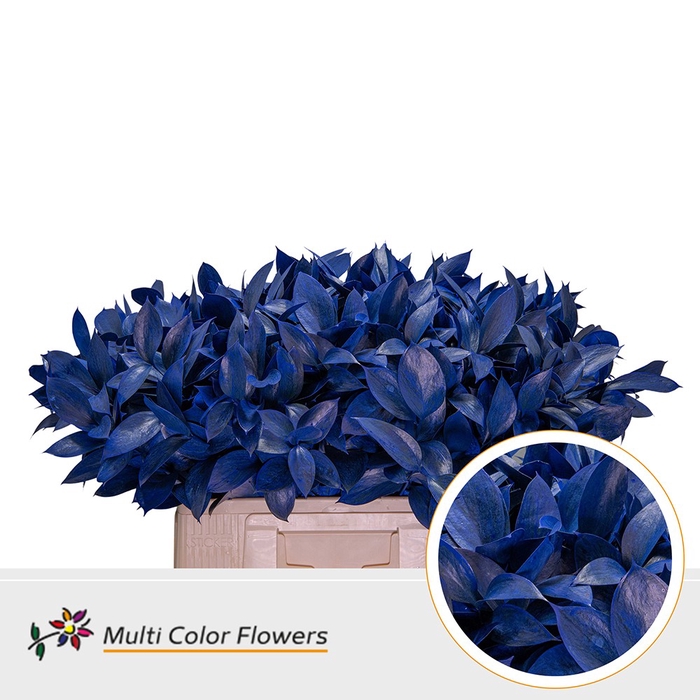 Ruscus Frost Blauw Donker
