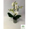 Phalaenopsis Cotton Duches 12Ø 40cm