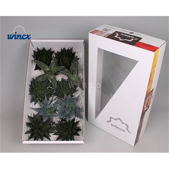 <h4>Aloe Mix (wincx) Cutflower Wincx-12cm</h4>