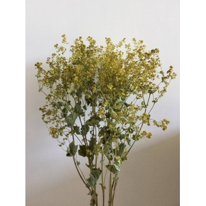 DRIED FLOWERS - ALCHEMILLA GREEN 10PCS