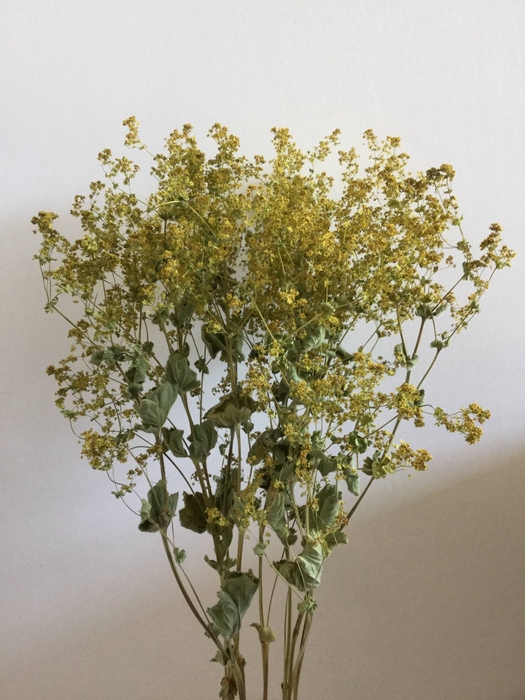 DRIED FLOWERS - ALCHEMILLA GREEN 10PCS