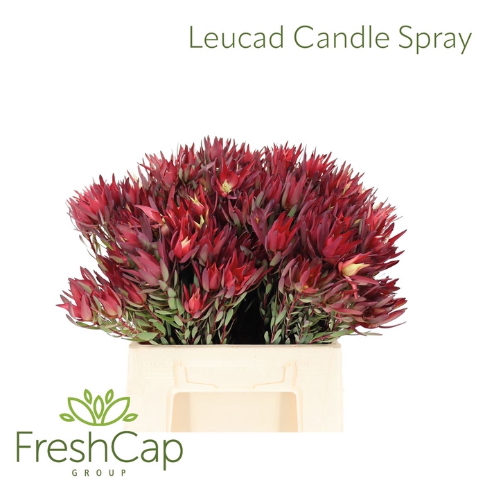 <h4>Leucad Candle Spray</h4>