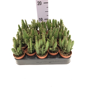 Cereus peruvianus Monstrosus 5,5Ø 5cm