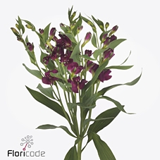 <h4>Alstroemeria fl charmelia purplex</h4>