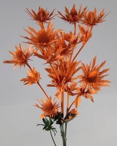 <h4>Eryngium orion paint orange</h4>