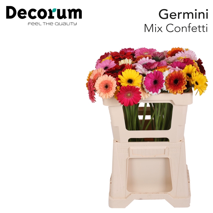 <h4>Germini Mix Confetti Water</h4>