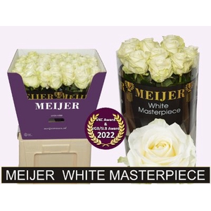 Rosa la avalanche+ Meijer White Masterpiece