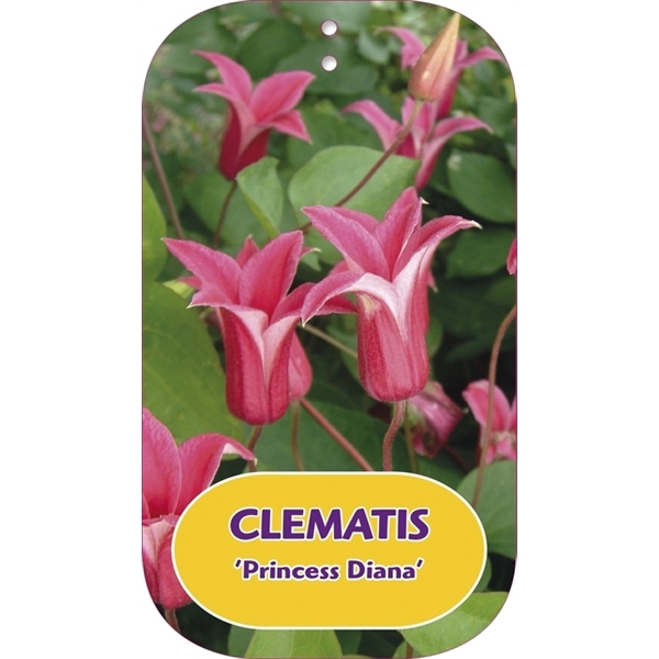 <h4>Clematis 'Princess Diana'</h4>