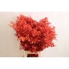Dried ruscus paint red