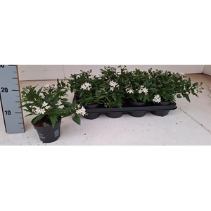 Solanum Jasminoides 12Ø 20cm