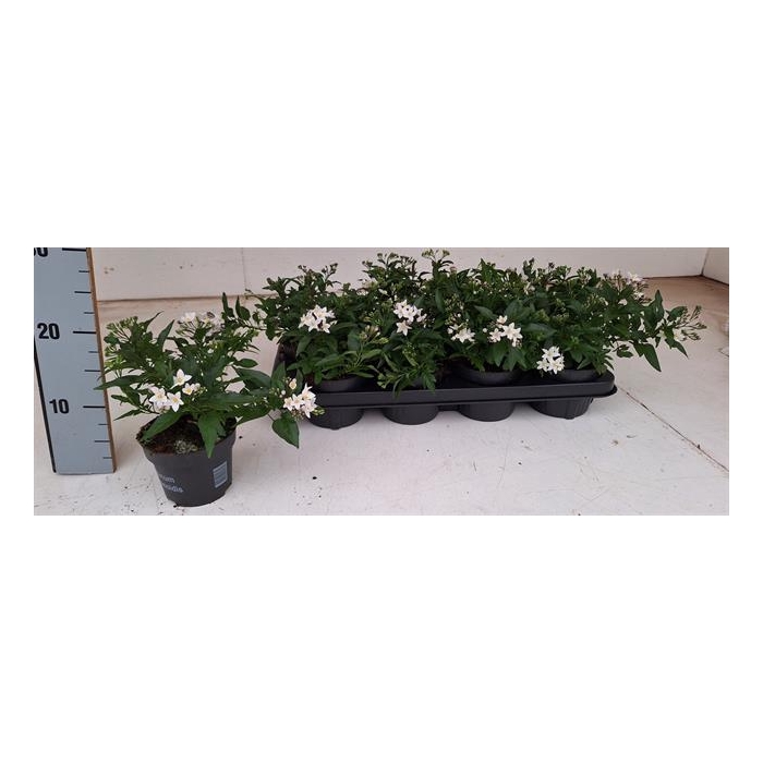 <h4>Solanum Jasminoides 12Ø 20cm</h4>