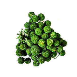 Small ball per bunch in poly Moss Green