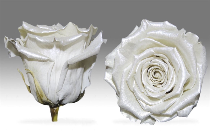 <h4>PRESERVED ROSA XL PEARL WHITE</h4>
