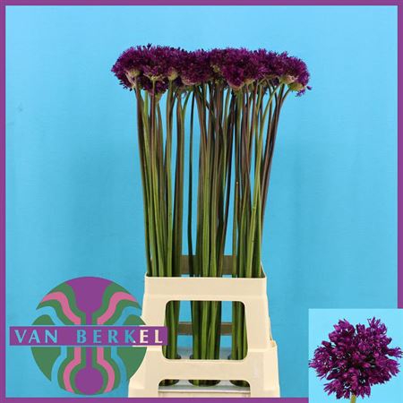 <h4>Allium Purple Sens 80cm</h4>