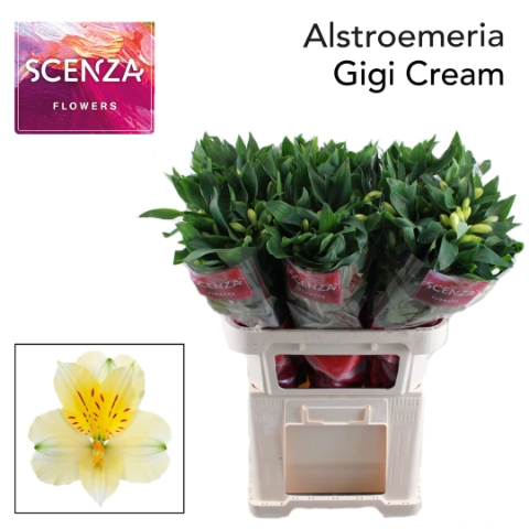<h4>Alstroemeria gigi cream</h4>